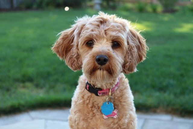 Dog Breeds